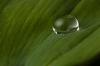 Raindrop on leaf